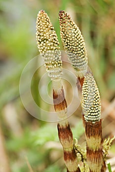 Emerging Horsetail Equisetum arvense, often called mareÃ¢â¬â¢s tail growing by the side of a river in the UK, in spring. photo